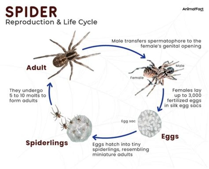 Understanding The Life Cycle Of A House Spider: What Happens When They Are Pregnant?